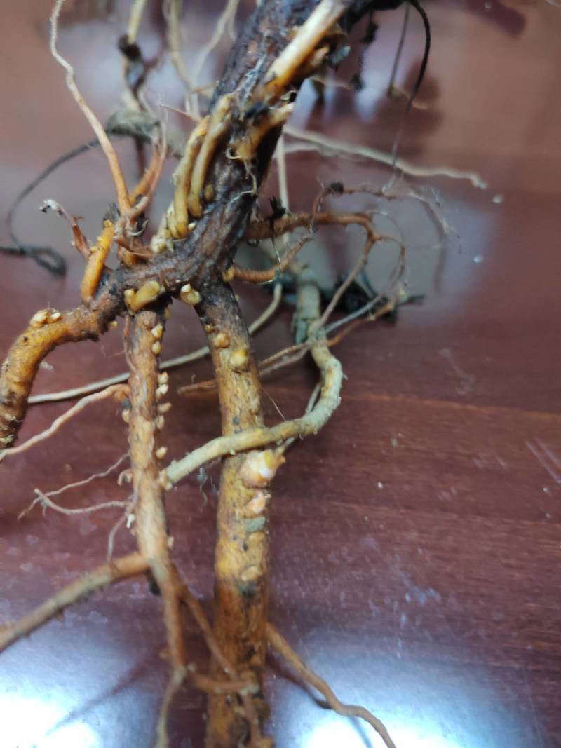 博罗茴苗，博罗茴，空桶干，博落回叶，博罗回果荚