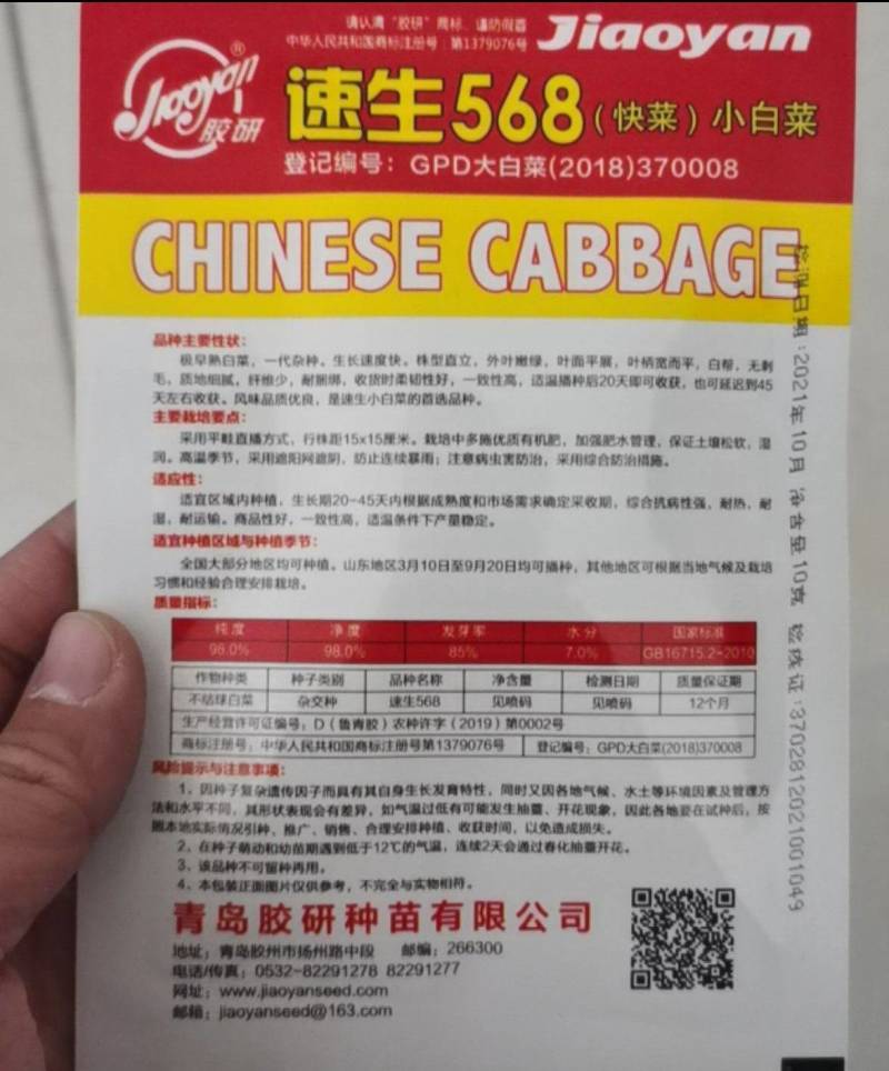奶油快菜种子四季快速生耐热耐湿小白菜阳台盆栽理想
