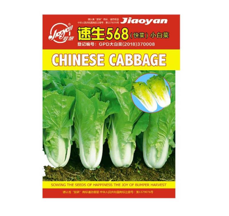 奶油快菜种子四季快速生耐热耐湿小白菜阳台盆栽理想
