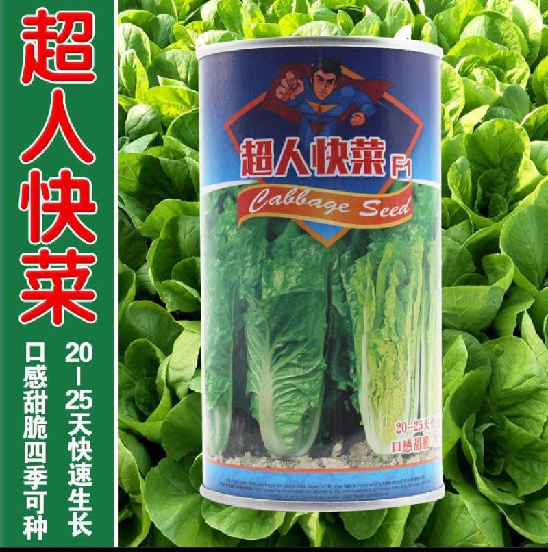 奶油快菜种子四季快速生耐热耐湿小白菜阳台盆栽理想