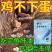 鸡下蛋饲料催蛋添加剂母鸡下蛋王鸡鸭鹅通用禽用产下蛋多多增