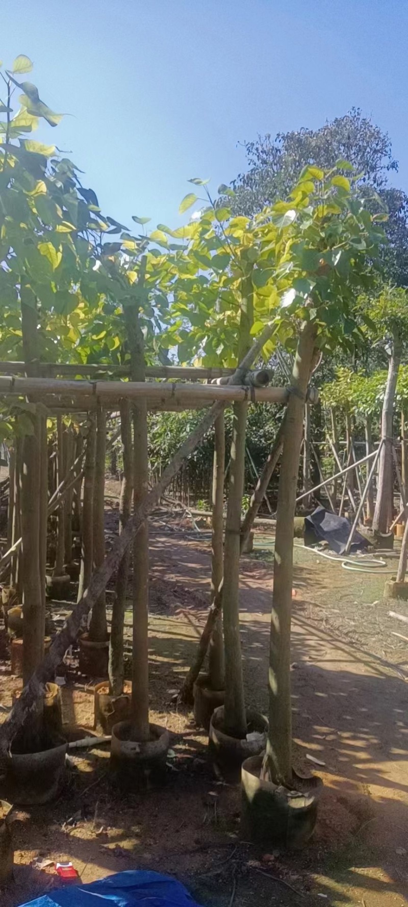 菩提榕