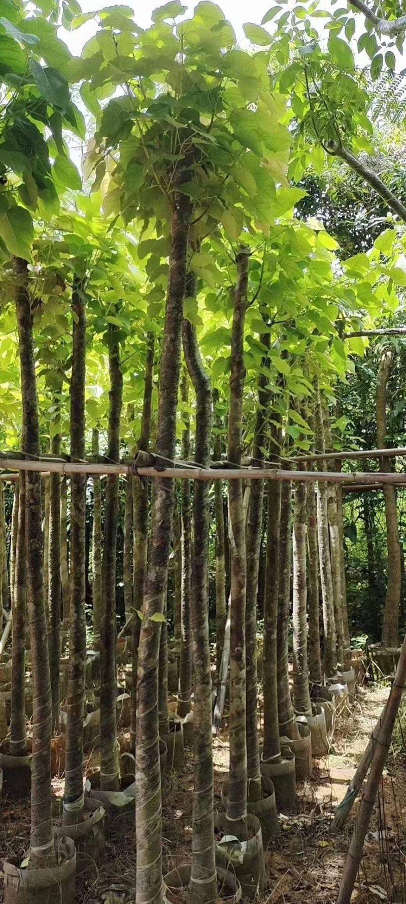 菩提榕