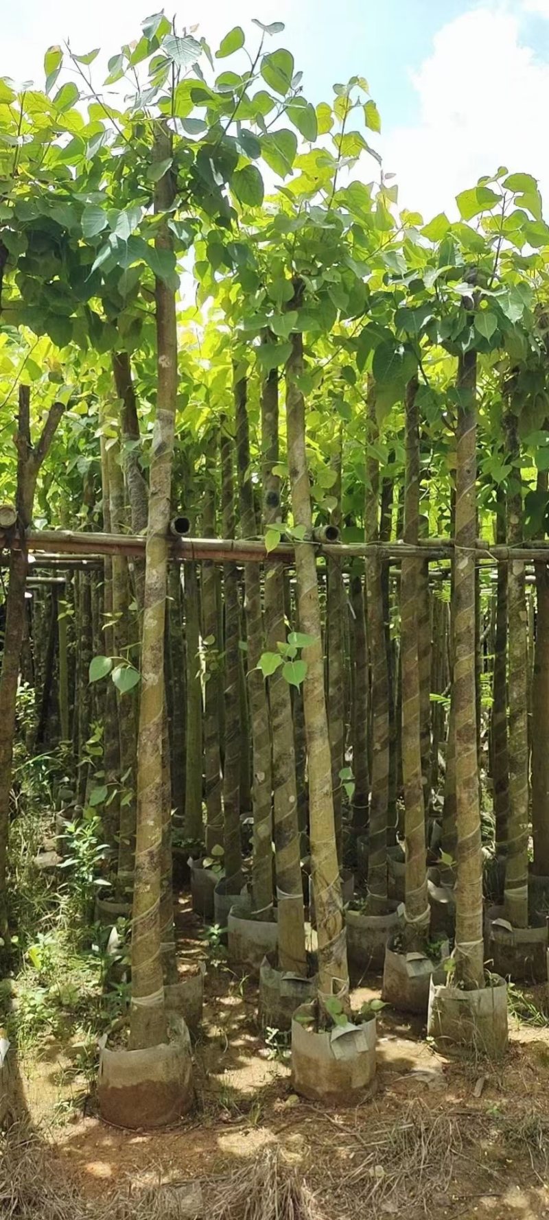 菩提榕