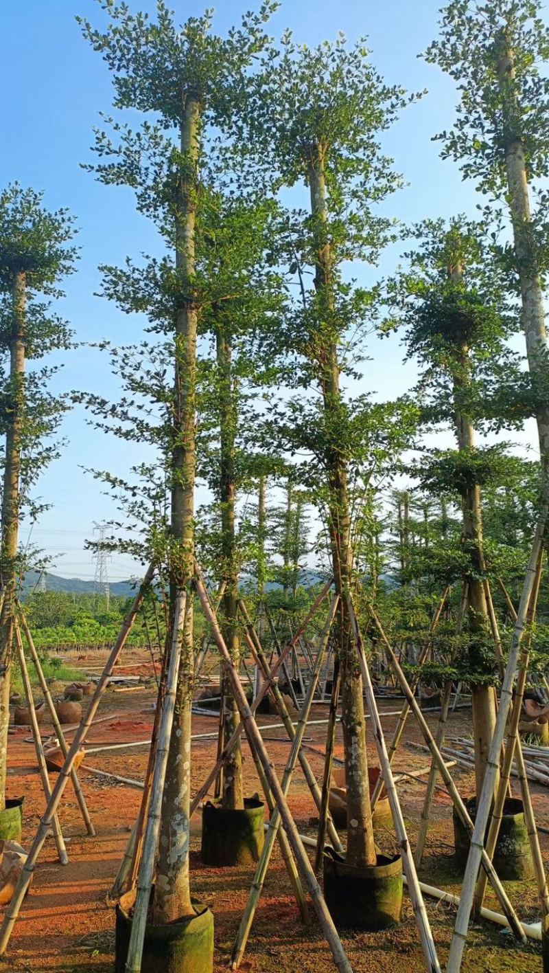 小叶榄仁