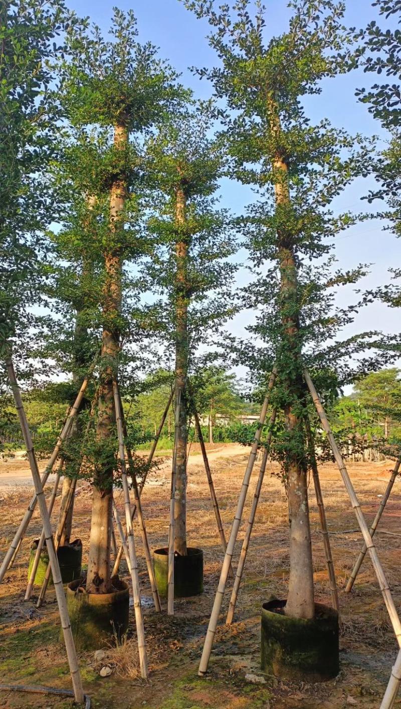 小叶榄仁
