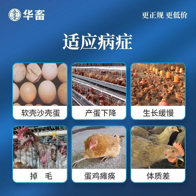鸡下蛋饲料催蛋添加剂母鸡下蛋王鸡鸭鹅禽用产下蛋多多增蛋素