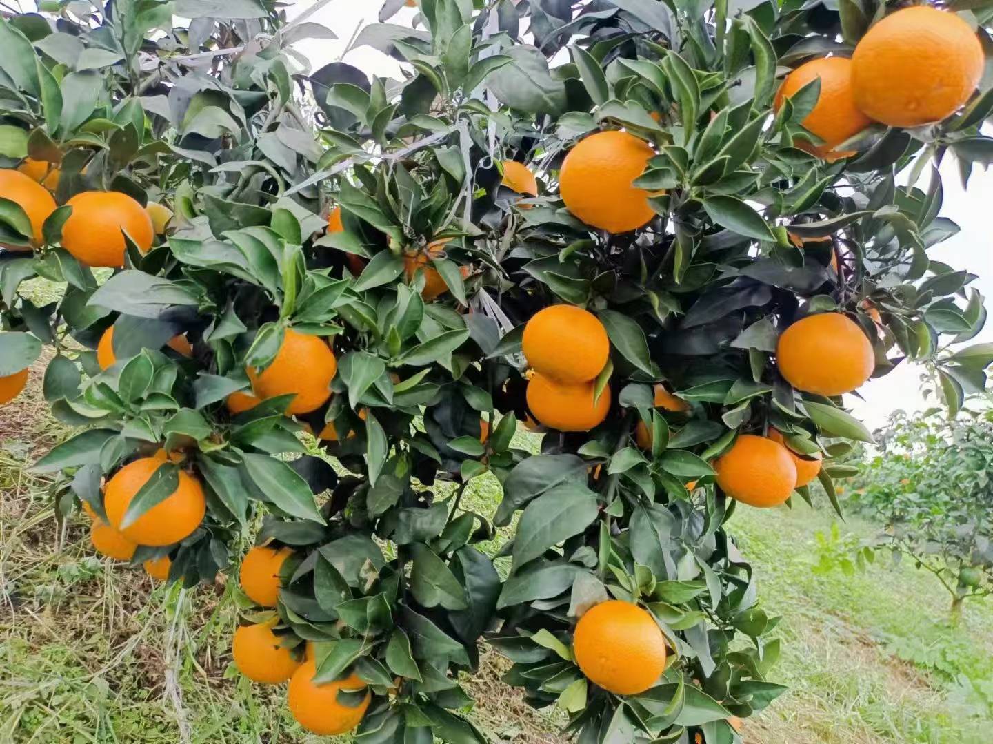 爱媛38号用于制作果汁与甜点