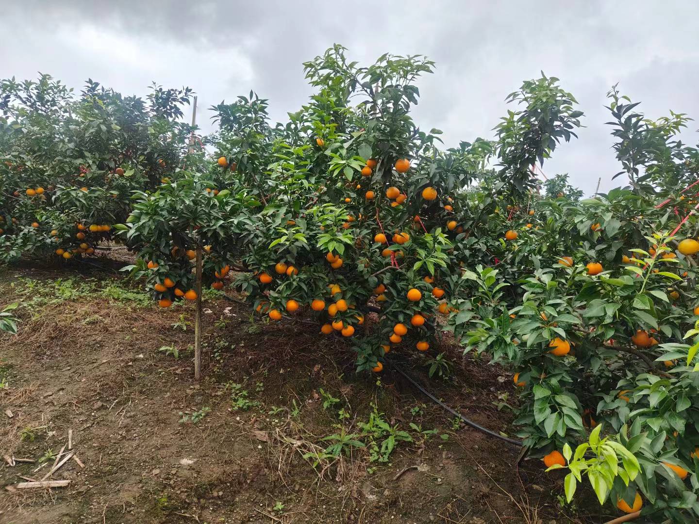 爱媛38号果园实景图