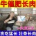 催肥猪牛羊鸡鸭促长催肥一号增重猛长拉大骨架饲料添添加剂