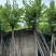 红花紫荆