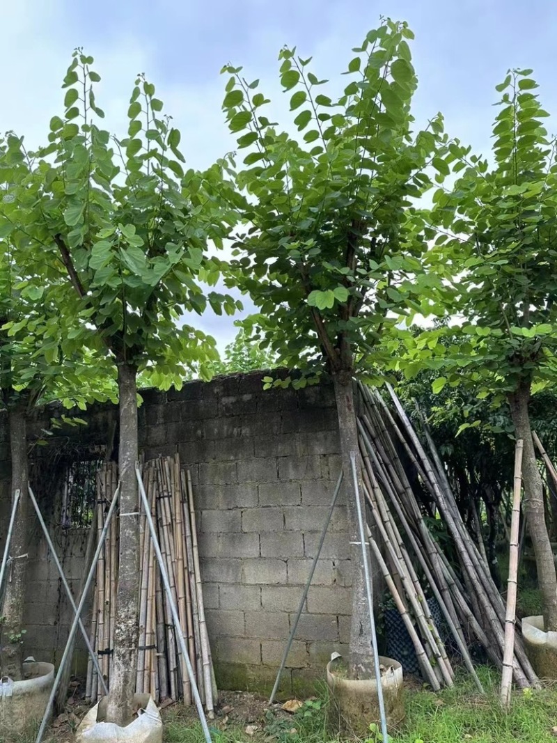 红花紫荆