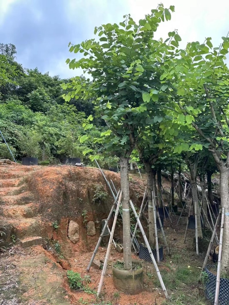 红花紫荆
