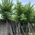 红花紫荆