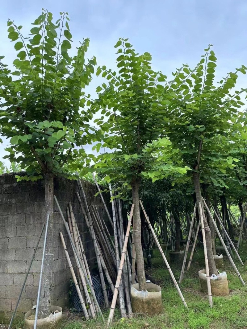 红花紫荆