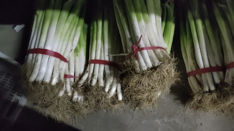 出售铁杆808大葱，杆直茎白嫩，口感好，香甜口，微辣。