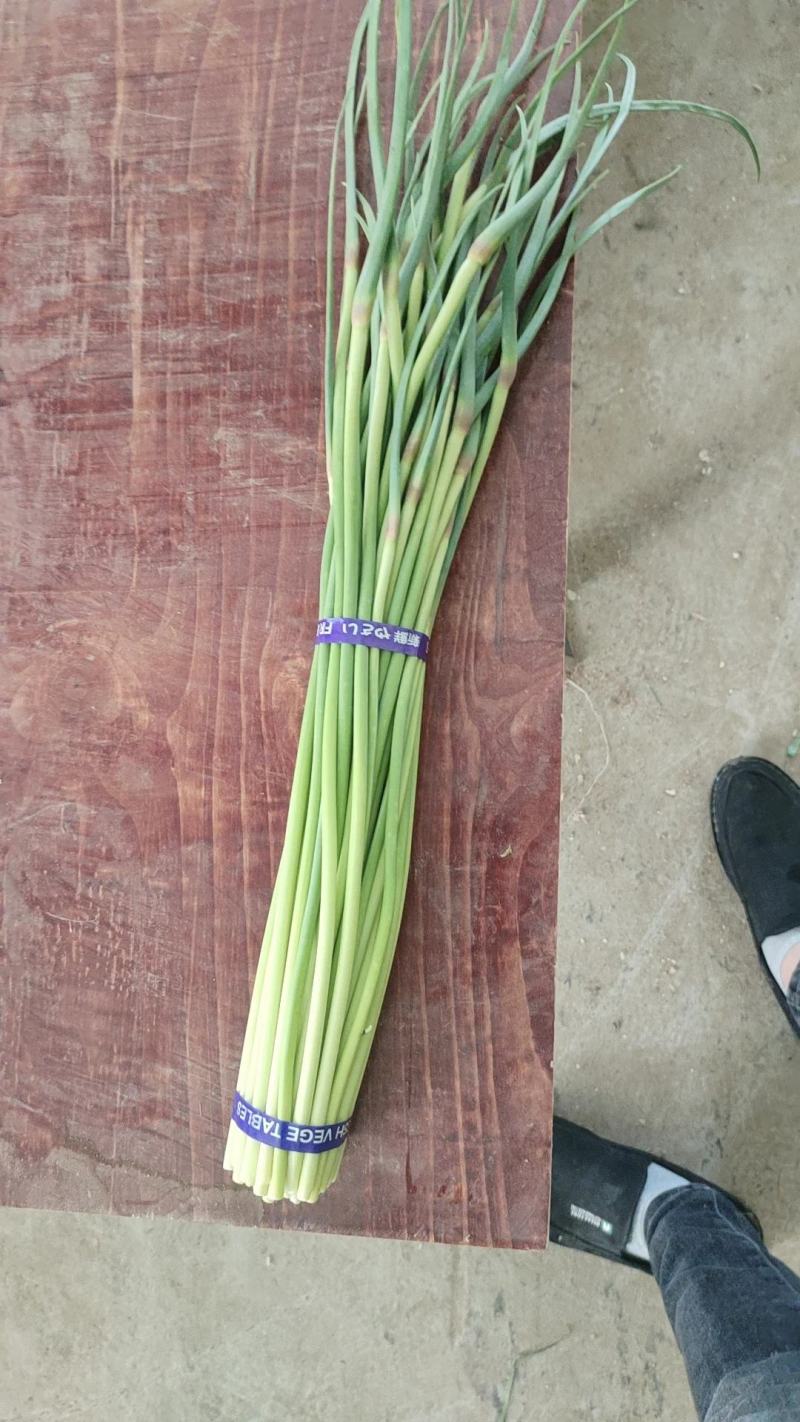 主产区蒜薹。大量有货