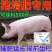 催肥猪牛羊鸡鸭促长催肥一号增重猛长拉大骨架饲料添加剂