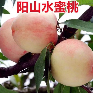 水蜜桃苗新品种阳山水蜜桃树苗山东蜜桃保成活阳山密露桃苗