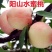 水蜜桃苗新品种阳山水蜜桃树苗山东蜜桃保成活阳山密露桃苗