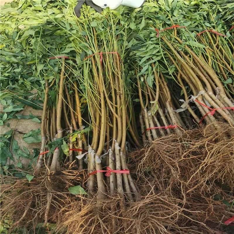 水蜜桃苗新品种阳山水蜜桃树苗山东蜜桃保成活阳山密露桃苗