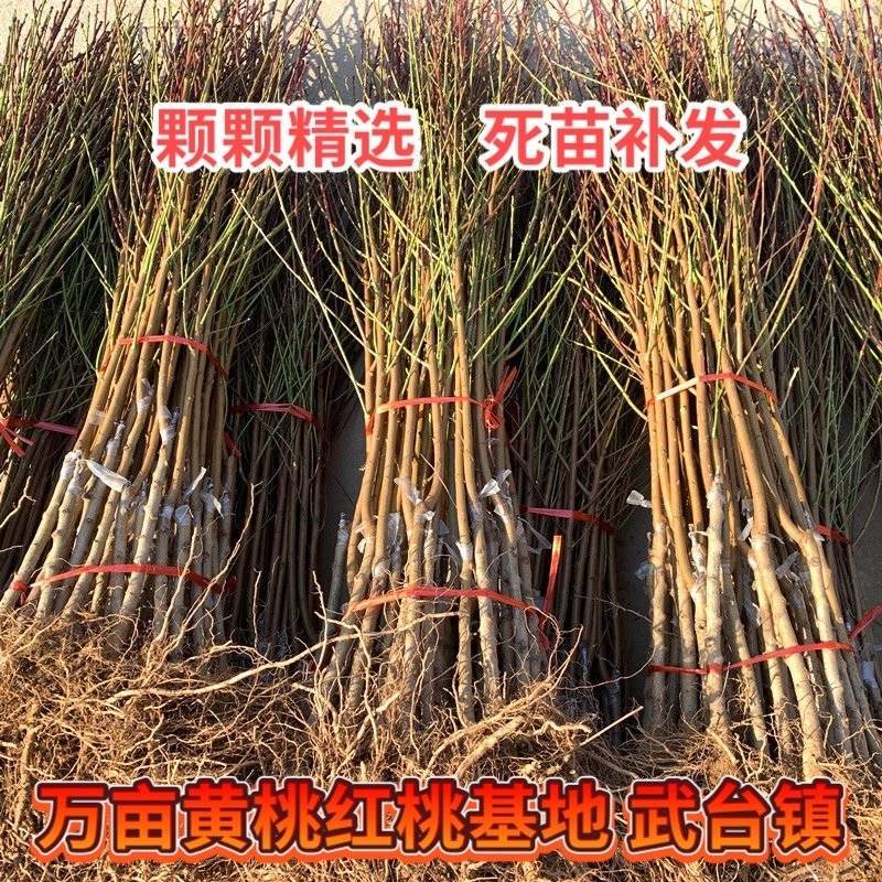 水蜜桃苗新品种阳山水蜜桃树苗山东蜜桃保成活阳山密露桃苗