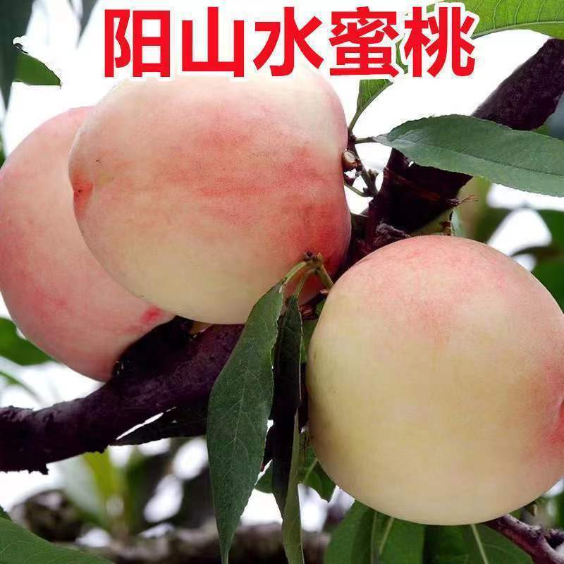 水蜜桃苗新品种阳山水蜜桃树苗山东蜜桃保成活阳山密露桃苗