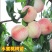 水蜜桃苗新品种阳山水蜜桃树苗山东蜜桃保成活阳山密露桃苗