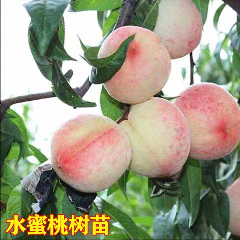 水蜜桃苗新品种阳山水蜜桃树苗山东蜜桃保成活阳山密露桃苗