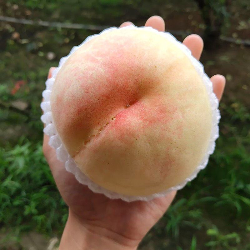 水蜜桃苗新品种阳山水蜜桃树苗山东蜜桃保成活阳山密露桃苗
