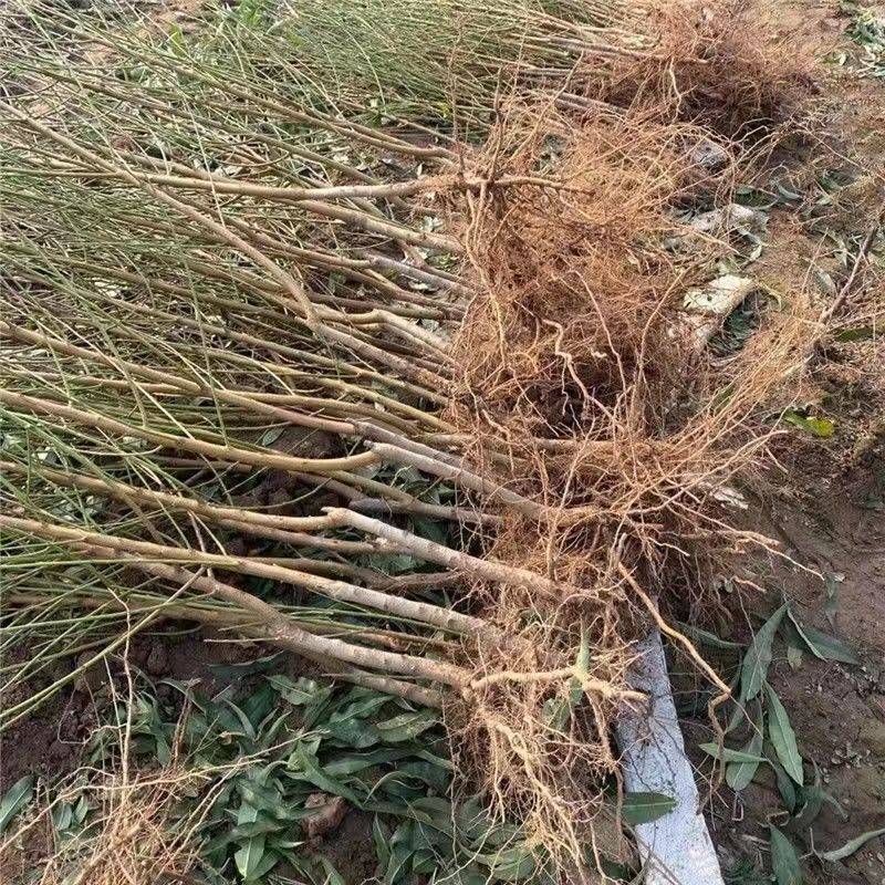 水蜜桃苗新品种阳山水蜜桃树苗山东蜜桃保成活阳山密露桃苗