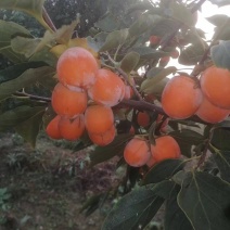 株株罐吊红柿子