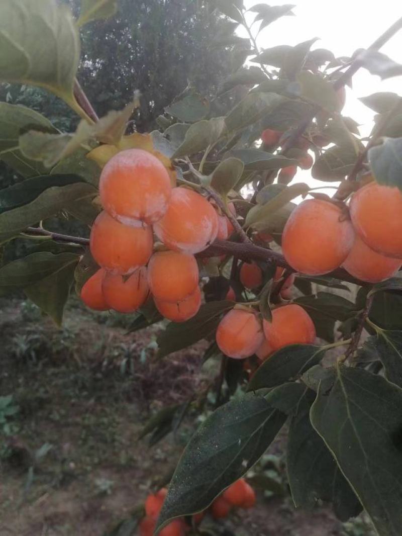 株株罐吊红柿子