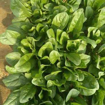 菠菜上市，质量好价格合适，欢迎各位客商光临采购