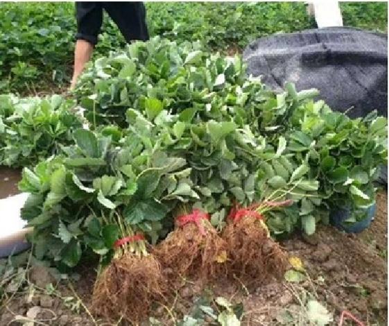 草莓苗移栽后生长状态