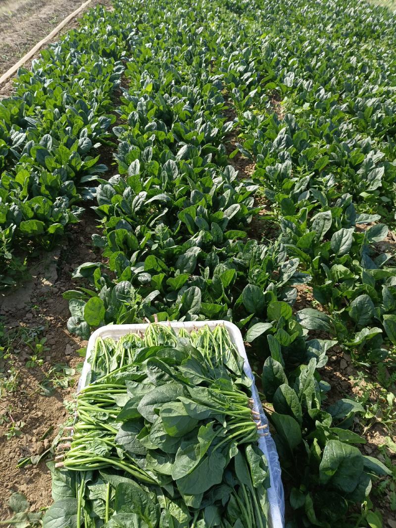 菠菜