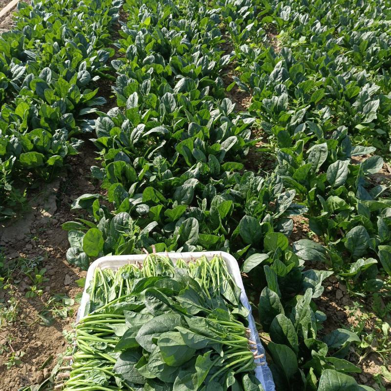 菠菜