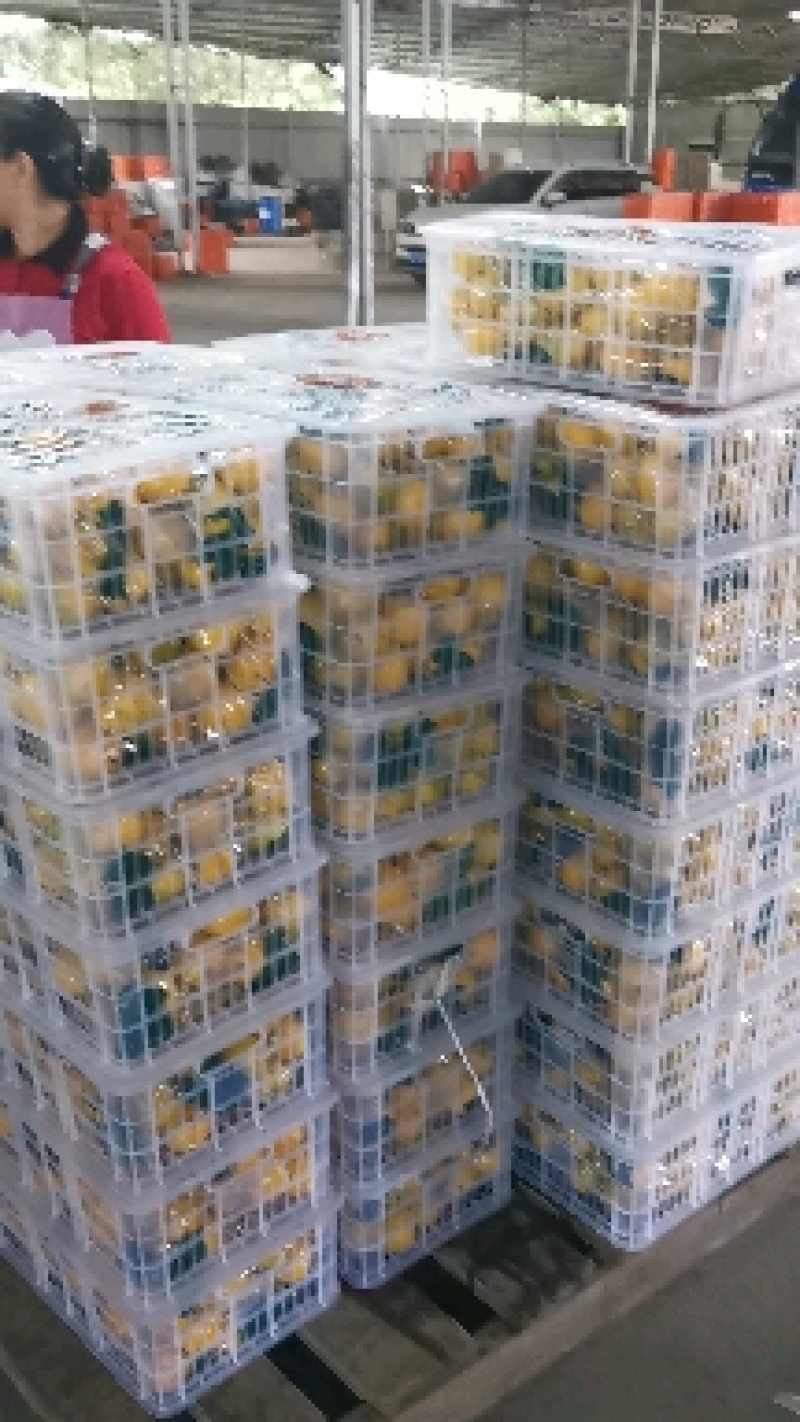 精品叶桔，大量有售，溥皮多汁，果面干净，现采现卖。