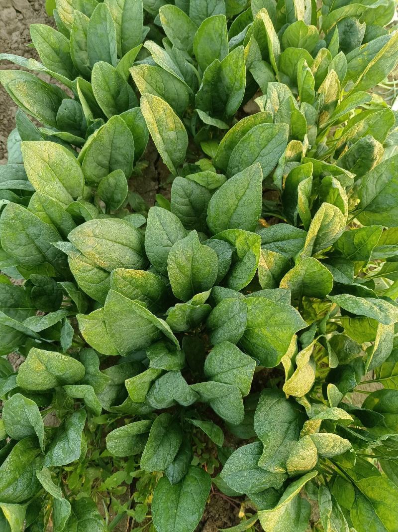 菠菜