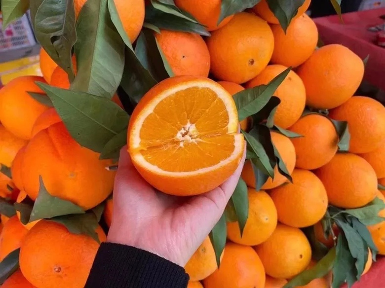奉节脐橙与凉山州脐橙对比图