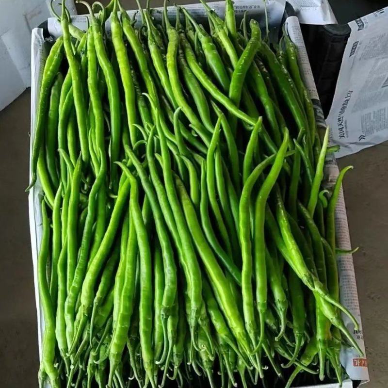 【线椒】河南精品线椒大量上市，一手货源，对接全国电商市场