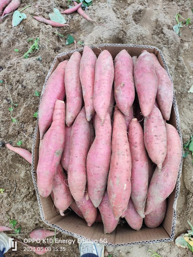 广东精品西瓜红大量上市供应