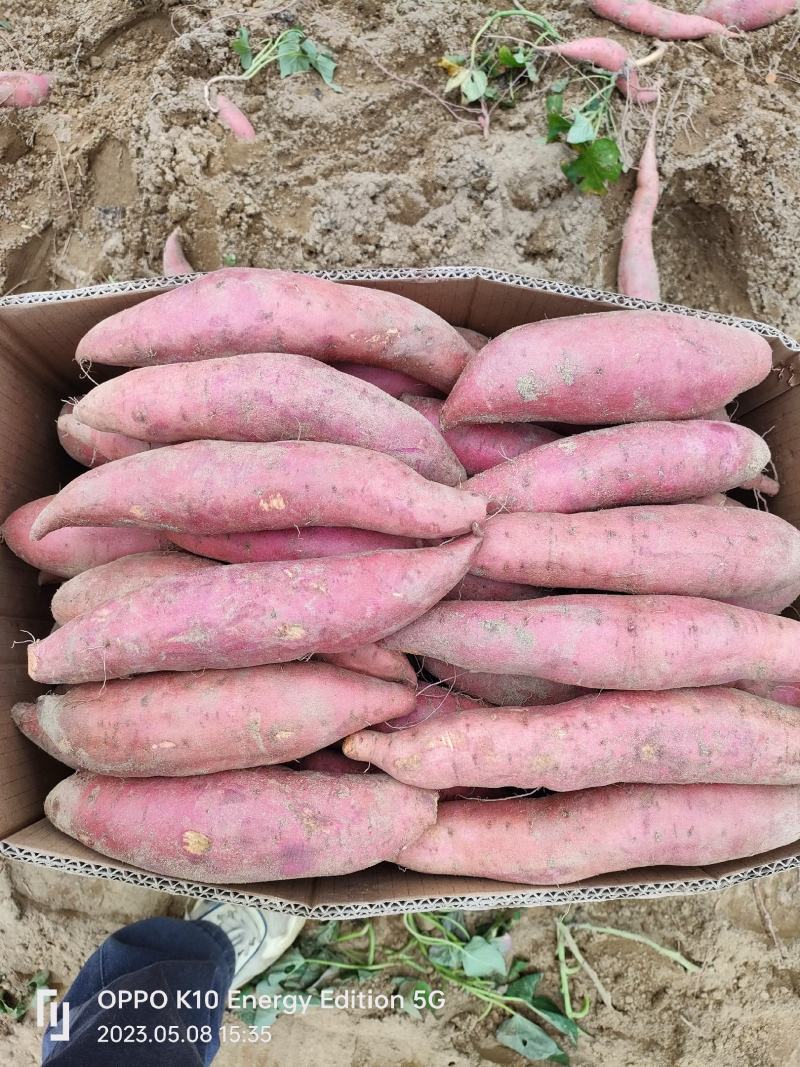 广东精品西瓜红大量上市供应
