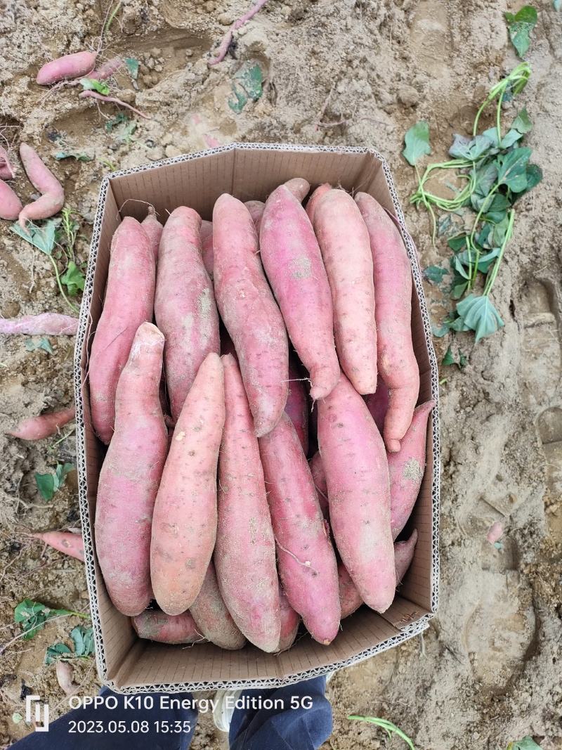 广东精品西瓜红大量上市供应
