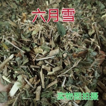 六月雪中草药新货正品野生白马骨满天星中药材路边姜天星木鸡