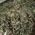 六月雪中草药新货正品野生白马骨满天星中药材路边姜天星木鸡