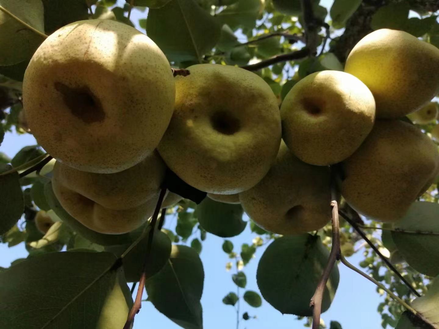 阳光下的砀山酥梨果园,果实饱满挂满枝头 砀山酥梨果园实景