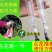 西红柿授粉笔番茄点花笔西红柿茄子神器涂抹笔抹花器番茄抹花