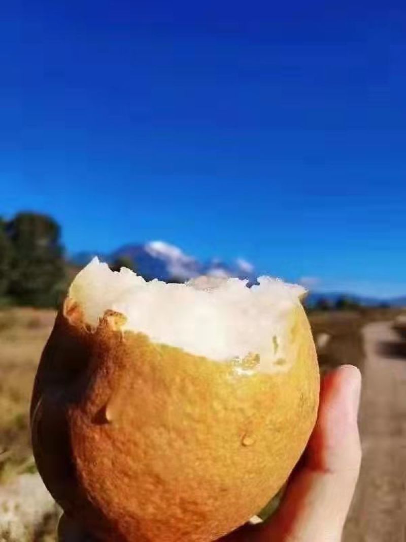 丽江雪木梨，产地直发，品质保证，量大从优，可视频看货