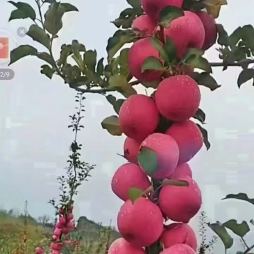 红富士苹果已大量上市，需要的私聊